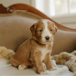 Pistachio - Red  male Goldendoodle puppy in Hiddenite, North Carolina from Rose and Reid Doodles