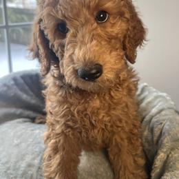 Jack Frost - Apricot male Goldendoodle puppy in Clarksville, Tennessee from Golden Pine Designer Doodles