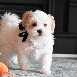 Cavalier King Charles Spaniels, Havapoos, Maltipoos, Morkies, and Yorkipoos from Happy Tail Puppies