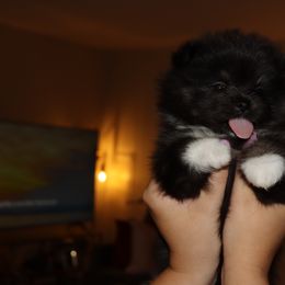 Pomeranian Puppies from Eelan’s Poms