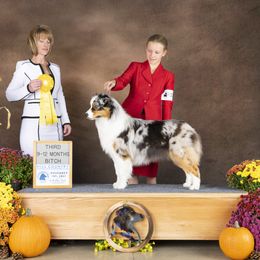 Australian Shepherd Puppies from Dirty Laundry Australian Shepherds