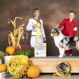 Australian Shepherd Puppies from Dirty Laundry Australian Shepherds