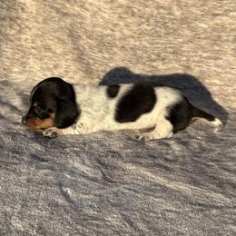 Canoli - Piebald female Dachshund puppy in Elfrida, Arizona from Brooke Brumley