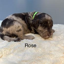 Rose - Merle female Goldendoodle puppy in New Ringgold, Pennsylvania from Hawk Mountain Doodles