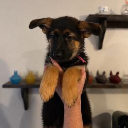 Phoebe - Black and tan female German Shepherd puppy in Florida from Best Shepherds