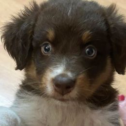 Purple - Red tri-color female Australian Shepherd puppy in Butler, Georgia from Aussies at Howling Hill Farm
