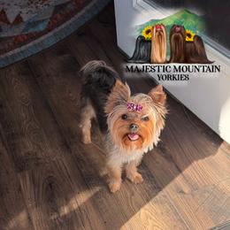 Tinker - Yorkshire Terrier