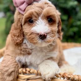 Red - Caramel cream female Australian Labradoodle puppy in Auburn, Washington from West Valley Labradoodles