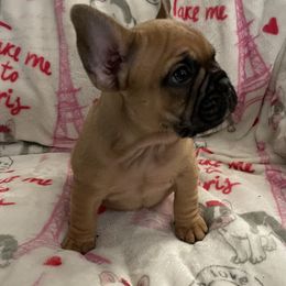 French Bulldog Puppies from De-Jon Frenchies