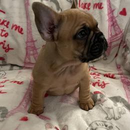 French Bulldog Puppies from De-Jon Frenchies