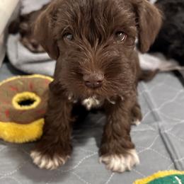 Miniature Schnauzer Puppies from Miniature Schnauzers of Delmarva