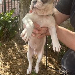 French Bulldog Puppies from Southern Mississippi Frenchies