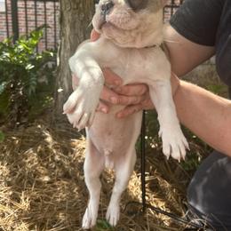 French Bulldog Puppies from Southern Mississippi Frenchies