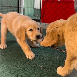 Golden Retriever Puppies from Golden Poppy Retrievers