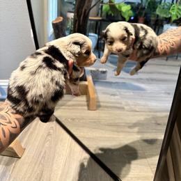 Miniature American Shepherd and Miniature Australian Shepherd Puppies from Whiskeytown Aussies