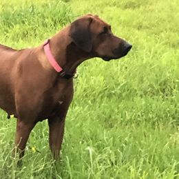 Rhodesian Ridgebacks from Clattenburg Ridgebacks
