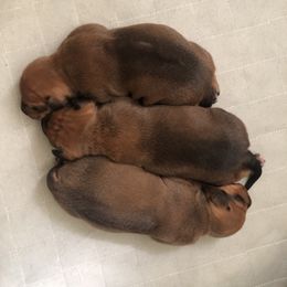 Rhodesian Ridgeback Puppies from Penny's Puppies (Rhodesian Ridgeback)