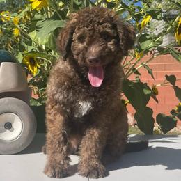 Boone - Chocolate male Labradoodle puppy in St George, Utah from Terra's Swann's Kennels