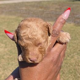 Girl 2 - Chocolate female Goldendoodle puppy in Forney, Texas from Cityline Goldendoodles