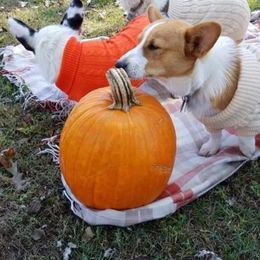 American Corgi and Pembroke Welsh Corgi All Grown Up from 101 Corgis