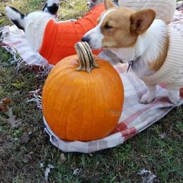 American Corgi and Pembroke Welsh Corgi All Grown Up from 101 Corgis