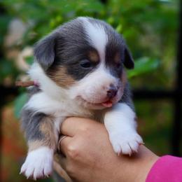 Girl 4 - Blue female Pembroke Welsh Corgi puppy in Ocala, Florida from Dolan Farms Corgis