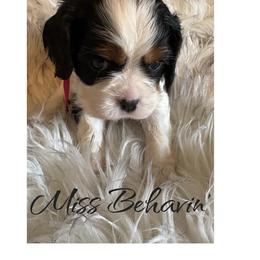 Miss Behavin' - Tri-color female Cavalier King Charles Spaniel puppy in Mystic Islands, New Jersey from Mystic Cavaliers LLC