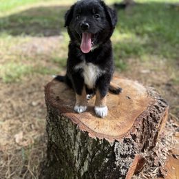 Miniature Australian Shepherd Puppies from Peace Creek Aussies