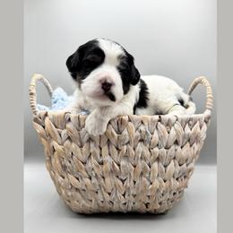 Juliet - Tri-color female Cavapoo puppy in Awendaw, South Carolina from LierChonPoo