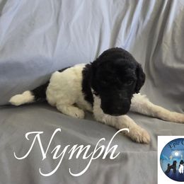Nymph - Parti female Poodle puppy in Petersburg, Virginia from Epic Quest Standard Poodles