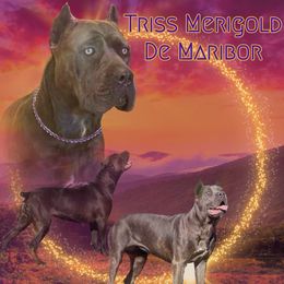 KJCC's Triss Merigold de Maribor - Gray brindle female Cane Corso puppy in Stilwell, Oklahoma from Killing Joke Kennels