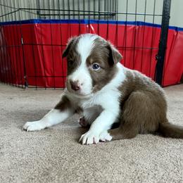 Border Collie Puppies from Pineview Farm