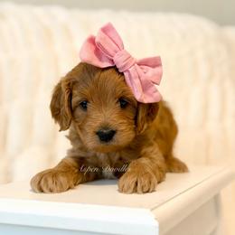 Pink Collar CAROLINA - Apricot female Goldendoodle puppy in Salem, Utah from Aspen Doodles Utah