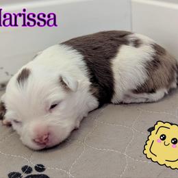 Harissa - Red merle female Toy Australian Shepherd puppy in Mountain Home, Idaho from LJK Boxers & Toy Aussies