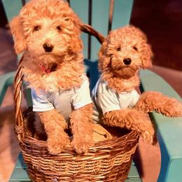 Goldendoodle and Poodle Puppies from Winchester Hills Poodles and Doodles