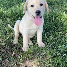 Sky - Labrador Retriever puppy in Harrison, Arkansas from Brandywine Labradors