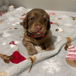 Ralphie - Chocolate and cream male Dachshund puppy in Perris, California from The Dach House