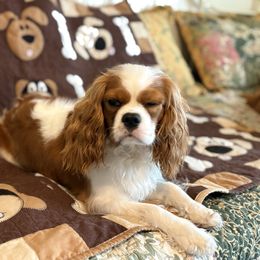 Gracie - Cavalier King Charles Spaniel