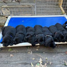 Labrador Retriever Puppies from Edgewood Farm Kennel