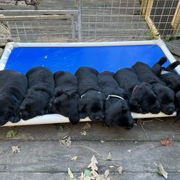 Labrador Retriever Puppies from Edgewood Farm Kennel