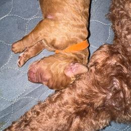 Boy 2 - Apricot male Poodle puppy in Milan, Tennessee from Twin Oak Goldendoodles