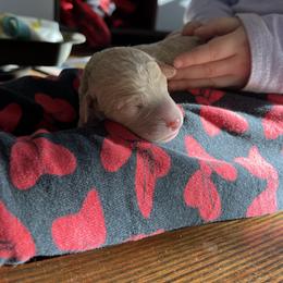 Poodle Puppies from Red Paw Farm