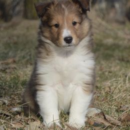 Shetland Sheepdog Puppies from Sunny Shelties
