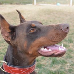 Thanos - Doberman Pinscher