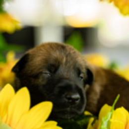 Belgian Malinois puppies from Blue Shield Malinois