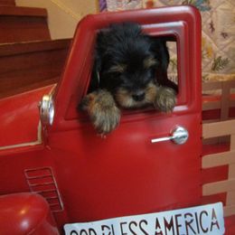 Yorkshire Terrier Puppies from K.I.S.S.