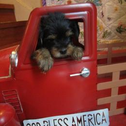 Yorkshire Terrier Puppies from K.I.S.S.
