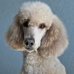 Zoey - Poodle