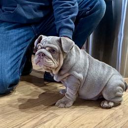 Torres - Lilac tri-color male Bulldog puppy in Hernando, Mississippi from Blues City Bulldogs