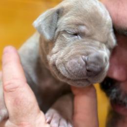 Lilac brindle point boy - Silver male Great Dane puppy in Greenville, South Carolina from Allen’s Ridge Ranch